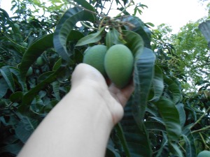 Picking unripe mangoes
