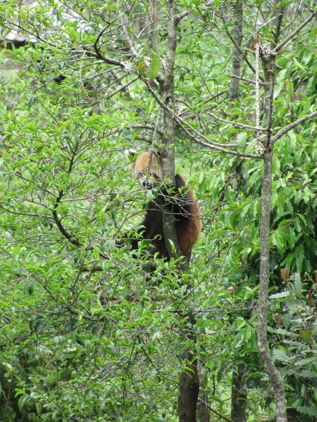 The RED PANDA : it took us about half an hour to spot it inside its large enclosure
