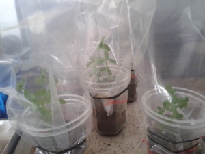 our lab grown plants